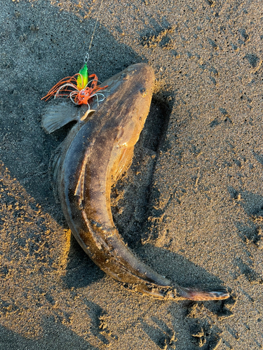 マゴチの釣果