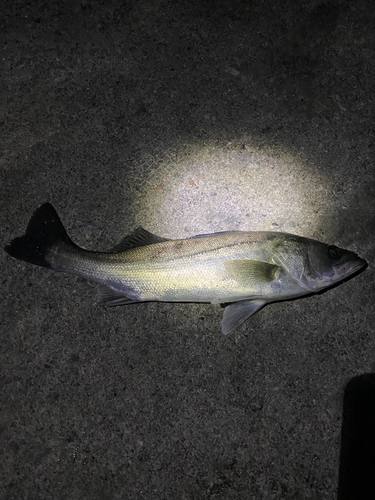 セイゴ（マルスズキ）の釣果