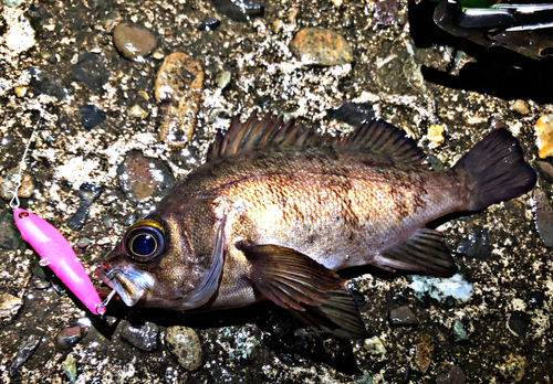 メバルの釣果