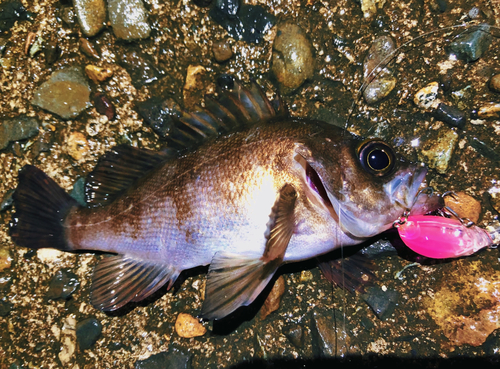 メバルの釣果