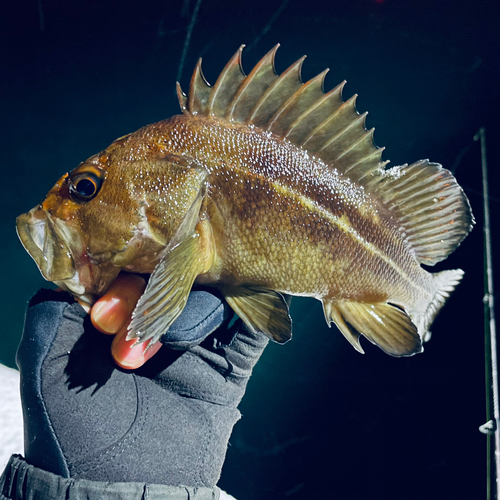 シマゾイの釣果