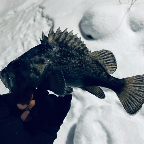 クロソイの釣果