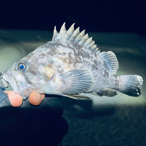 クロソイの釣果