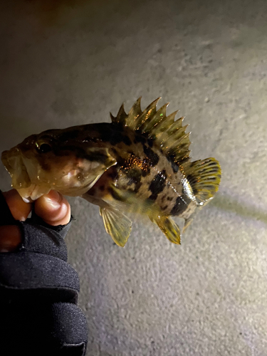 タケノコメバルの釣果