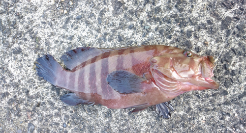 マハタの釣果