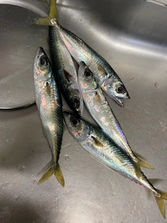 サバの釣果