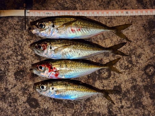 アジの釣果