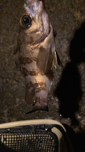 シロメバルの釣果