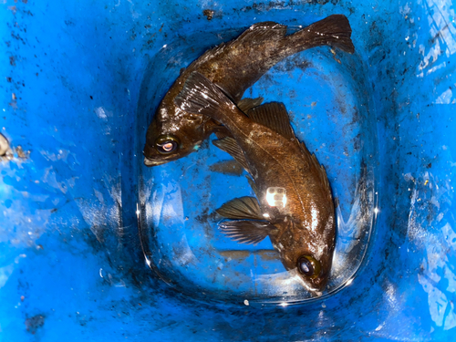 クロメバルの釣果