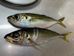 マアジの釣果