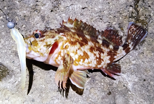 カサゴの釣果