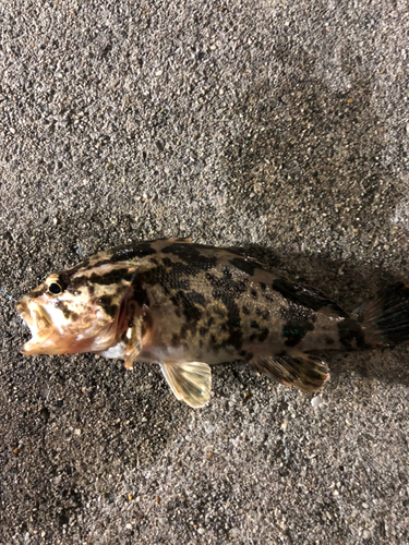 タケノコメバルの釣果