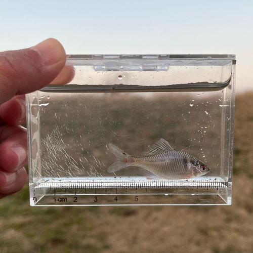 タイリクバラタナゴの釣果