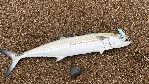 サゴシの釣果