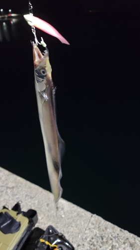 タチウオの釣果