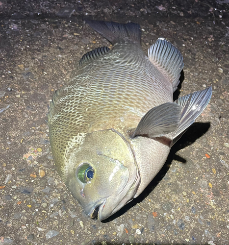 メジナの釣果