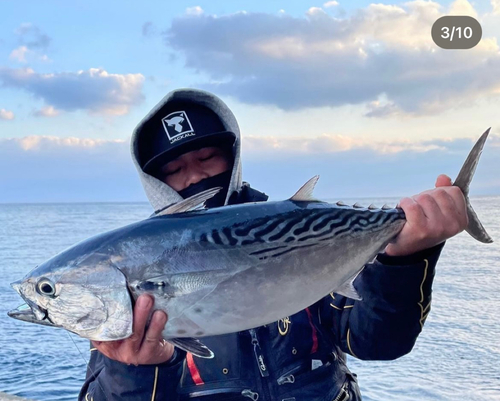 カツオの釣果