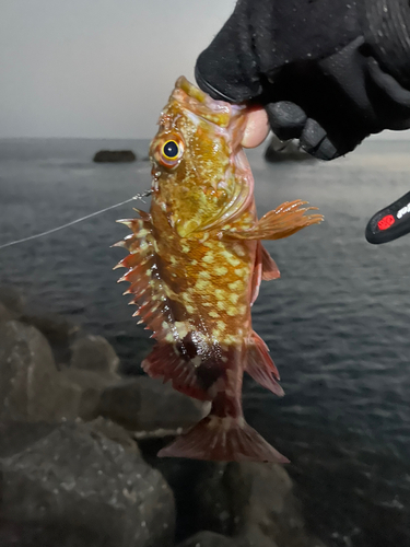 カサゴの釣果