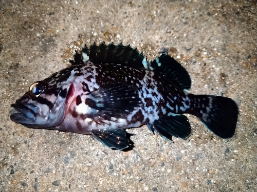 クロソイの釣果