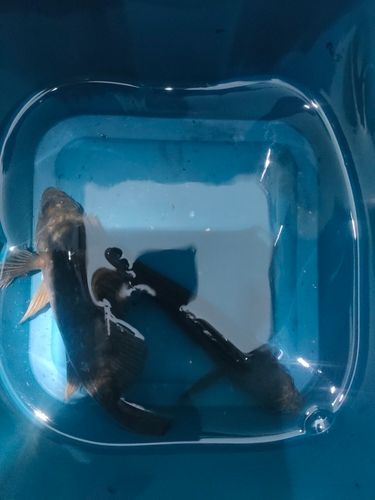 クロメバルの釣果