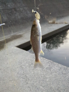 セイゴ（タイリクスズキ）の釣果