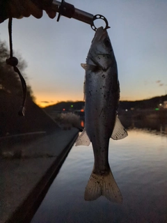 セイゴ（タイリクスズキ）の釣果
