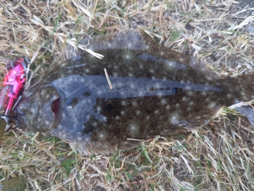 ヒラメの釣果