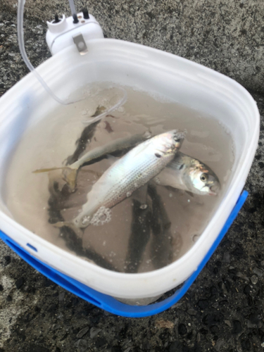 コノシロの釣果