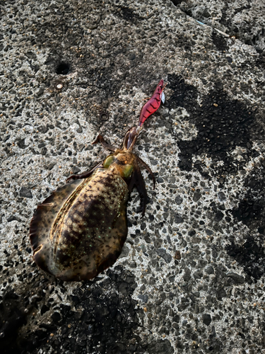 アオリイカの釣果