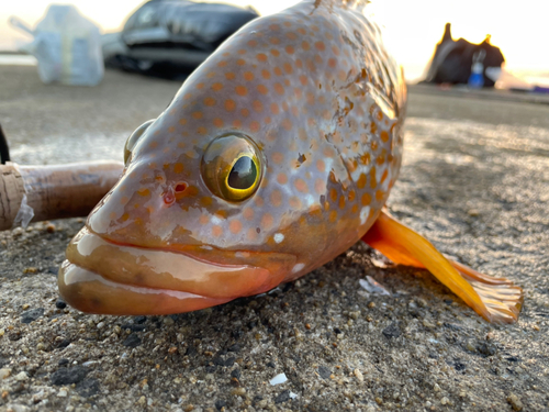 キジハタの釣果