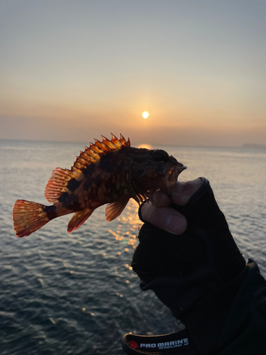 カサゴの釣果