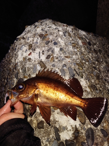 メバルの釣果