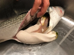 ボラの釣果