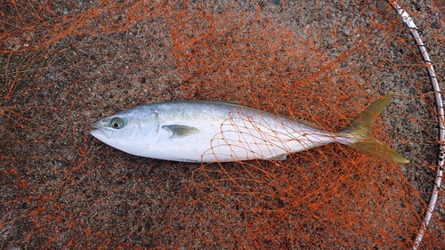 ハマチの釣果