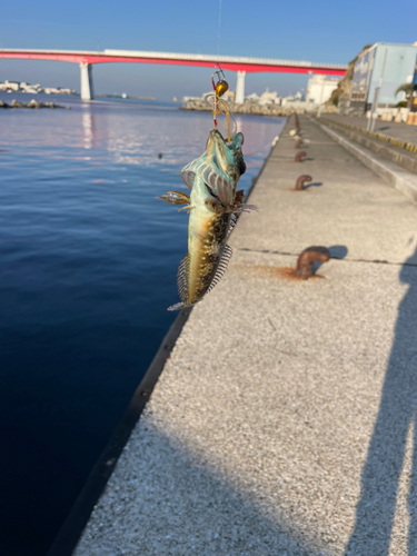 アナハゼの釣果