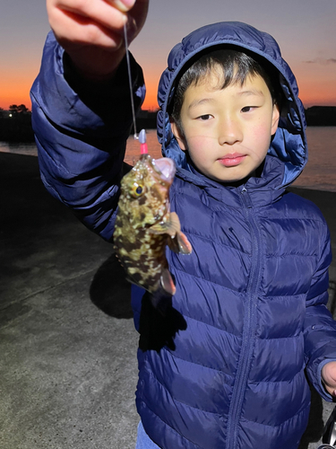 タケノコメバルの釣果