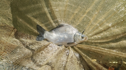 ヘラブナの釣果