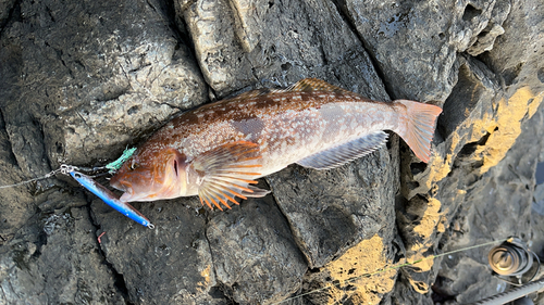 アイナメの釣果