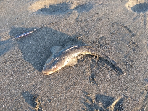 マゴチの釣果