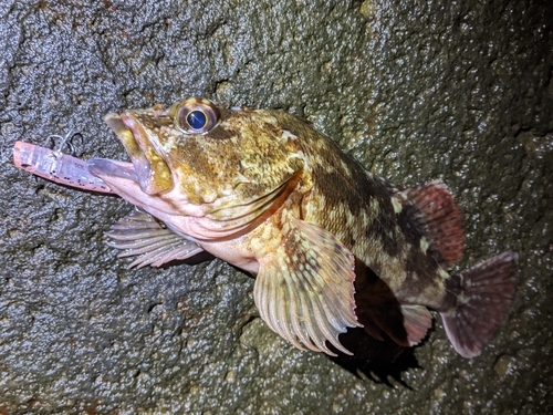 カサゴの釣果