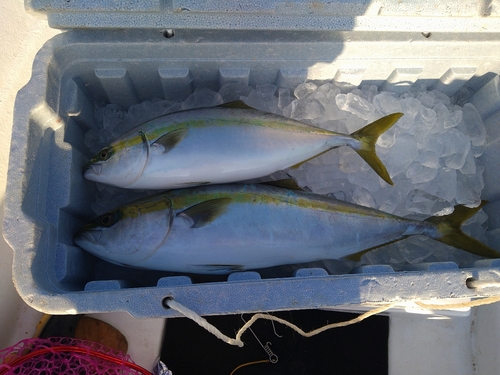 ワカナゴの釣果