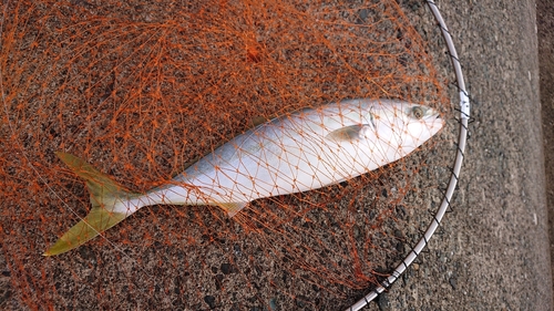 ハマチの釣果