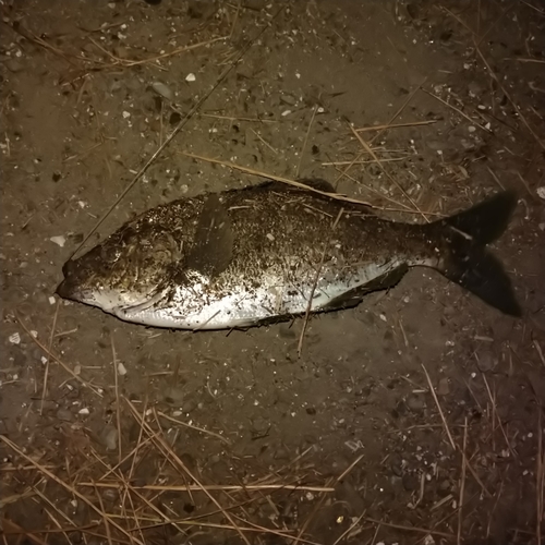 ウミタナゴの釣果