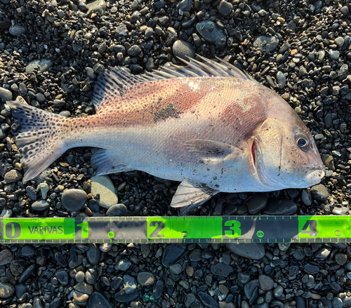 コショウダイの釣果