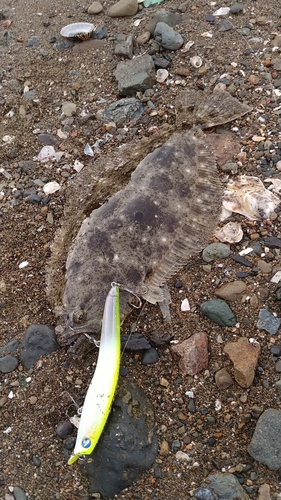 ヒラメの釣果