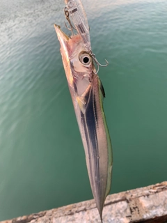 ミナミマゴチの釣果