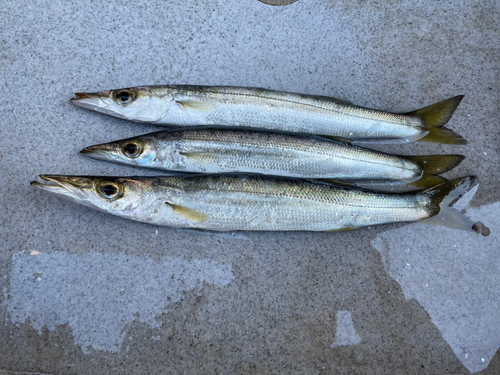 カマスの釣果