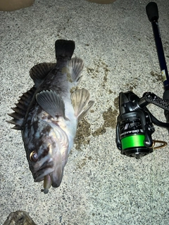 クロソイの釣果