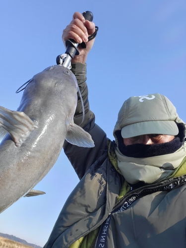 アメリカナマズの釣果