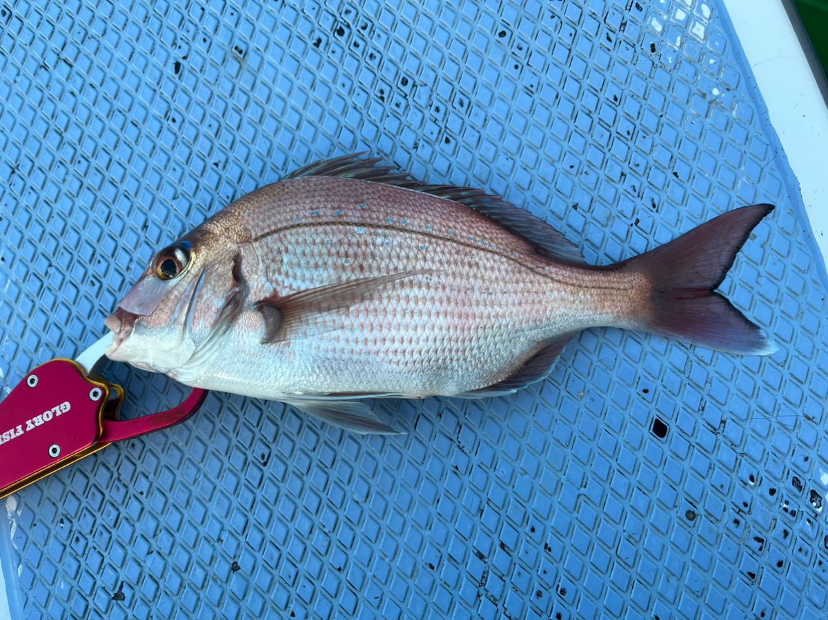 とっきぃーさんの釣果 2枚目の画像